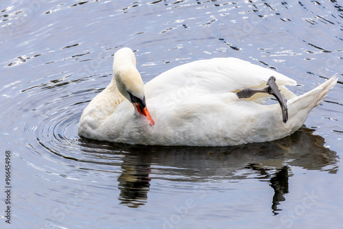 Fototapeta Naklejka Na Ścianę i Meble -  white swan on the water