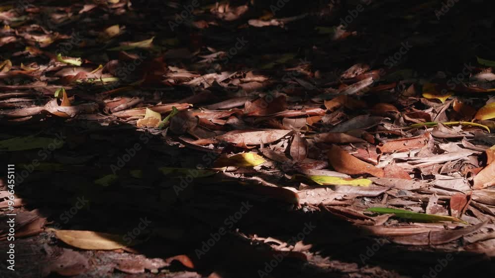 Shadow silhouette of woman slow motion walking onto autumn leaves in the sun. Shadow silhouette of woman slow motion walking onto autumn leaves in the sun.