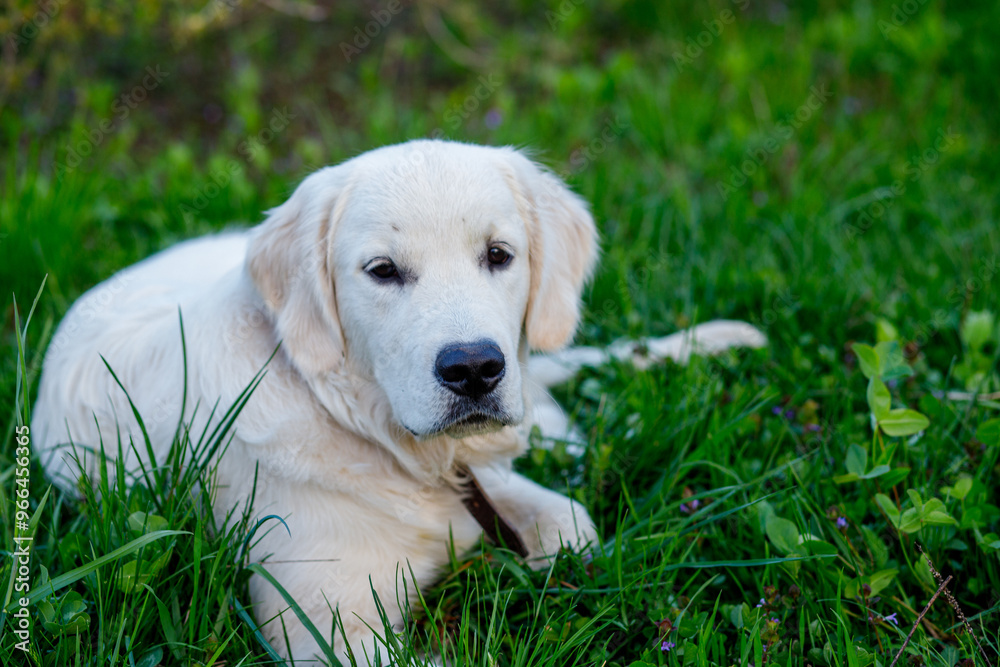 Golden retriever puppy resting peacefully on fresh green grass in a sunlit garden during spring Golden retriever puppy resting peacefully on fresh green grass in a sunlit garden during spring