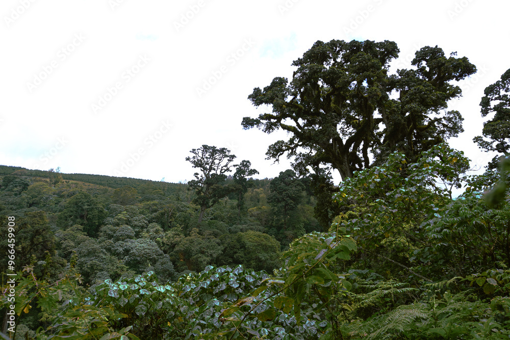 Fototapeta premium trees in the forest
