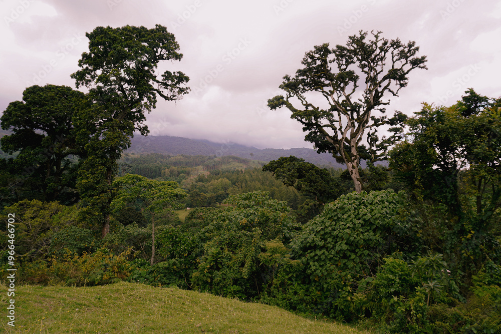 Obraz premium jungle 