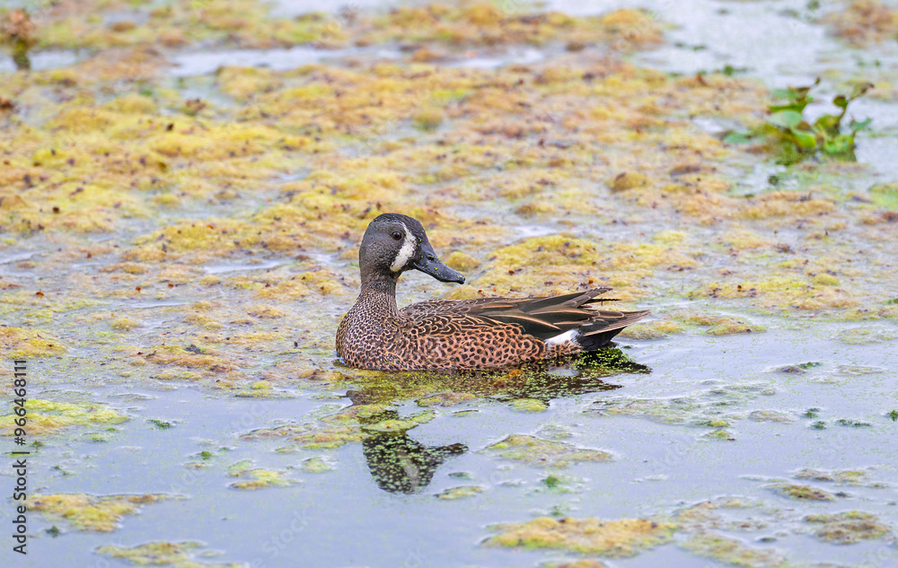 Blue Winged Teal in a Quiet Pond