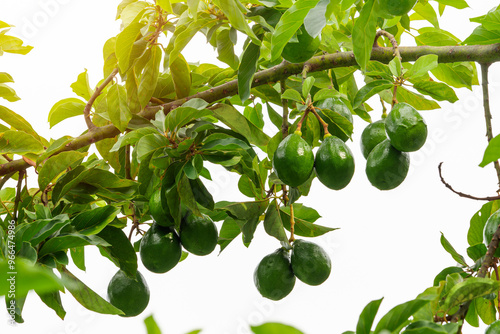 Fresh organic avocado ripe growing on branches with green leaves in sunny fruiting garden