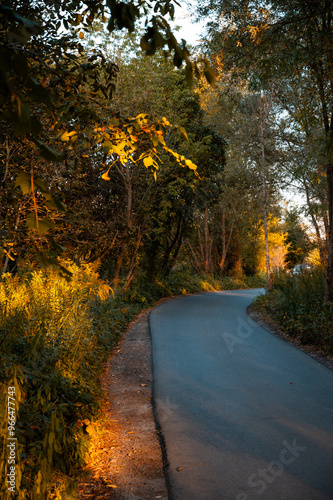 Autumn Forest with Golden Leaves