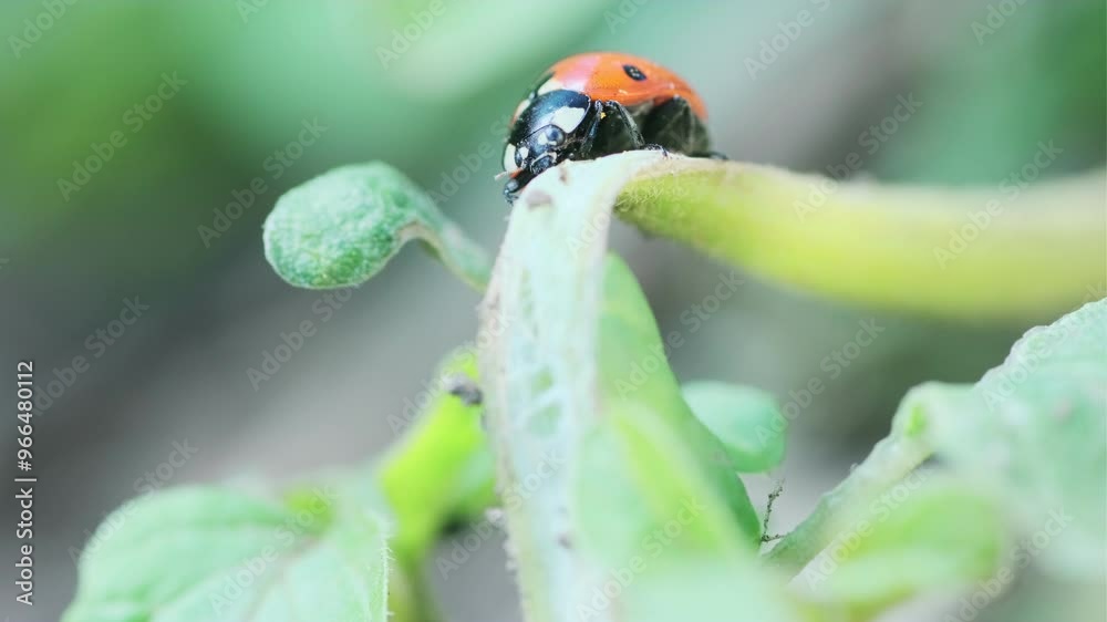 A Vibrant Ladybug Perched on a Green Stem A Vibrant Ladybug Perched on a Green Stem