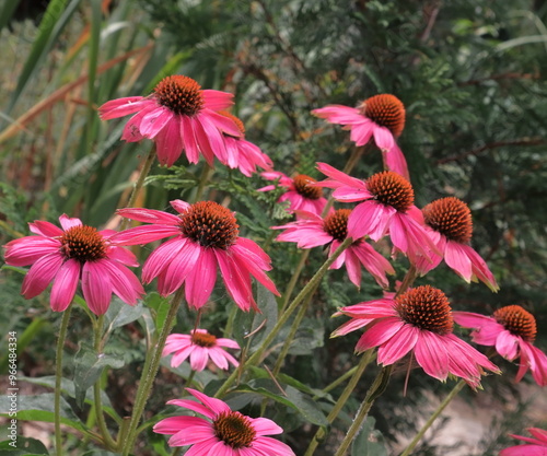 Echinacea purpurea pianta medicinale con fiori rosa porpora e centro marrone,  erbacea perenne rustica photo