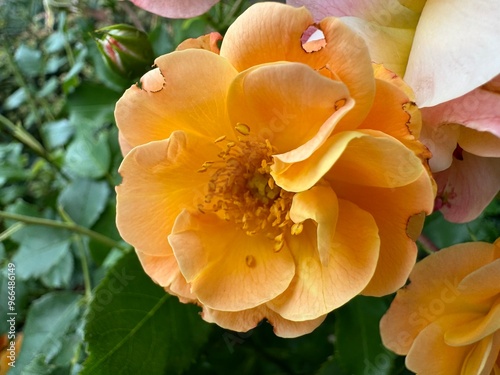 close-up of an orange peony flower on a sunny summer day
