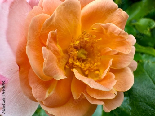Obraz na płótnie close-up of an orange peony flower on a sunny summer day