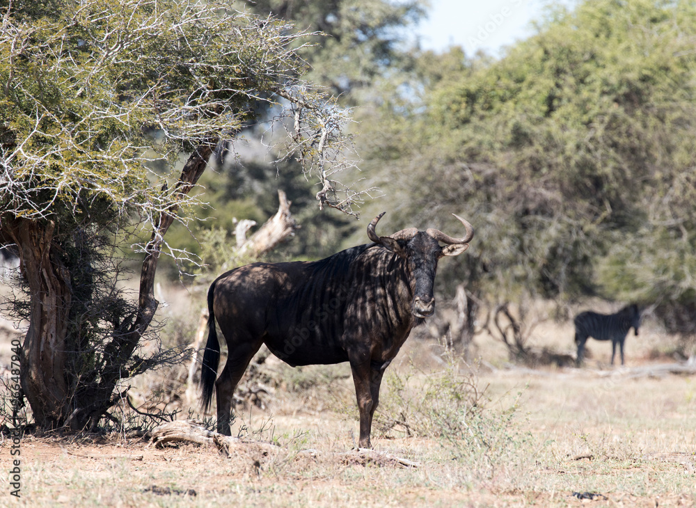 A photo of a wildebeest