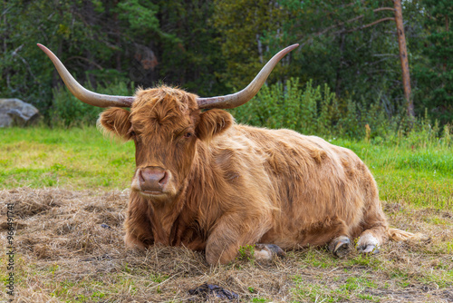 Close-up of a Scottish Highland cow resting in the grass, Norway