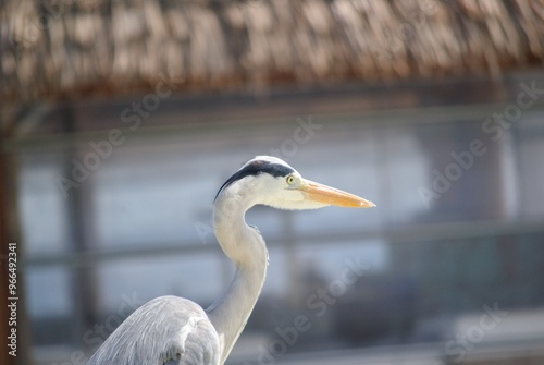 An Ardea cinerea, also known as Gray Heron, that I used to find near the shore of the beach of an island in the Maldives. Foto taken between July 17 and July 24, 2024. photo