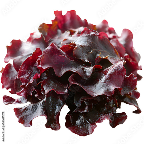  A close-up of dulse seaweed showing its vibrant red color and crinkled texture, isolated on a transparent background. photo