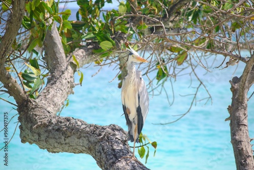 An Ardea cinerea, also known as Gray Heron, that I used to find near the shore of the beach of an island in the Maldives. Foto taken between July 17 and July 24, 2024. photo