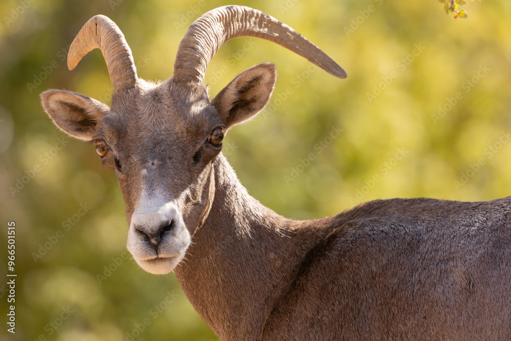 Portrait of a desert bighorn sheep ewe looking towards the camera with the sun shining from behind her and a background of out of focus leaves. Portrait of a desert bighorn sheep ewe looking towards the camera with the sun shining from behind her and a background of out of focus leaves.