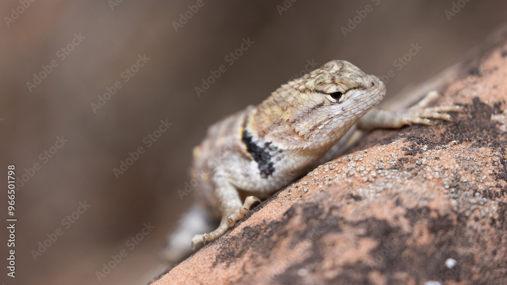 A collared lizard watching for unwary insects on a lichen covered sandstone boulder in Zion Nat. Park, Utah, USA on a summer day in 2024. A collared lizard watching for unwary insects on a lichen covered sandstone boulder in Zion Nat. Park, Utah, USA on a summer day in 2024.