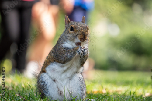 squirrel eating nut