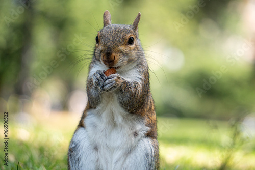 squirrel in the park