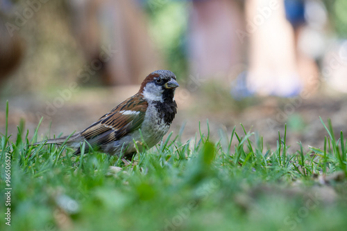 sparrow on the grass