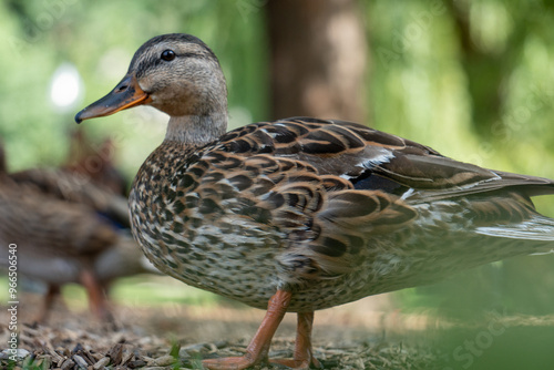 Duck in the park