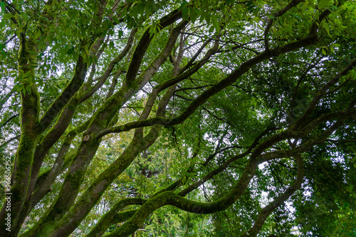 trees in the forest