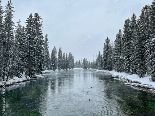 snow covered trees