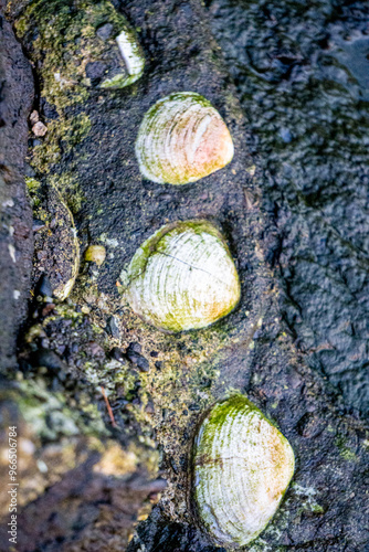 Shells by the the Sea