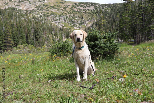 Colorado Dog photo