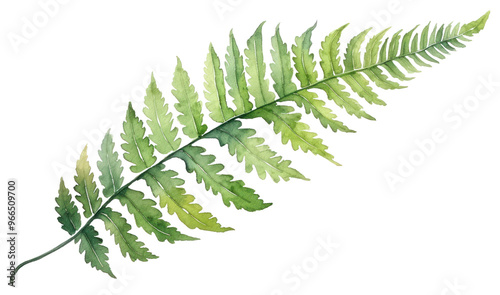 PNG Leaf fern plant freshness.