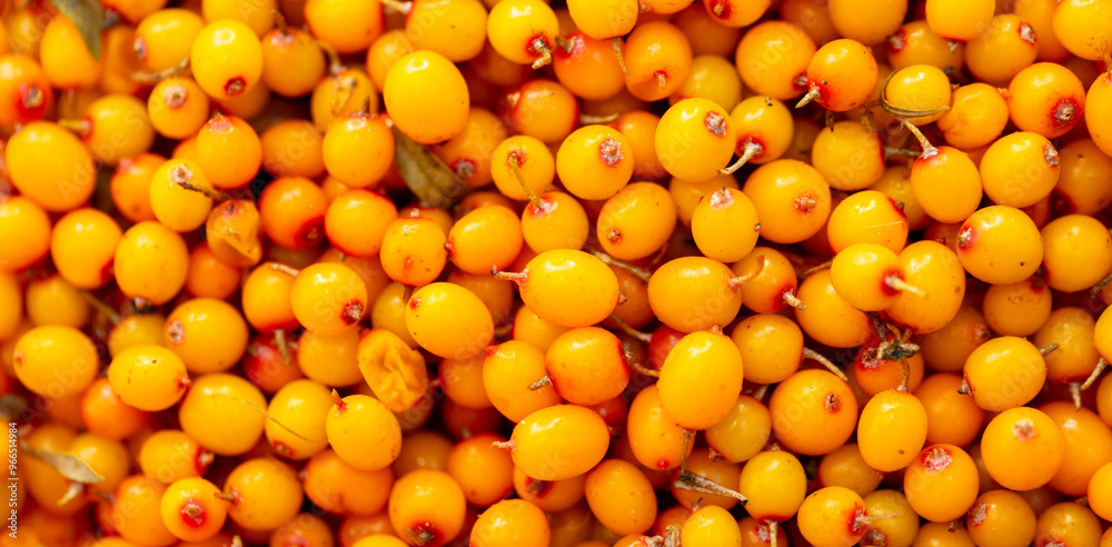 Sea buckthorn berries. Fresh ripe sea buckthorn as a background, top view. Juicy ripe yellow berries in a heap. Sea buckthorn texture close-up. Sour berry with vitamins for tea and marinades. Sea buckthorn berries. Fresh ripe sea buckthorn as a background, top view. Juicy ripe yellow berries in a heap. Sea buckthorn texture close-up. Sour berry with vitamins for tea and marinades.