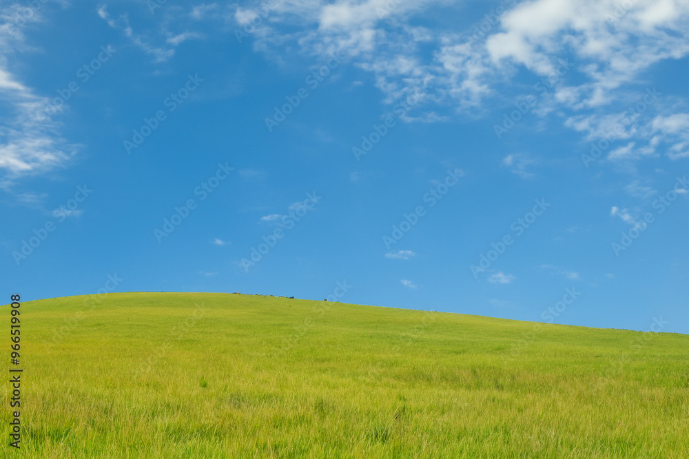 A vast green field stretches out under a clear blue sky with fluffy white clouds. A vast green field stretches out under a clear blue sky with fluffy white clouds.