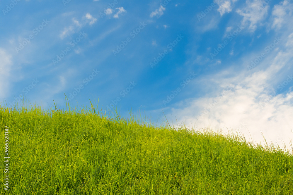 Lush green grass field against a bright blue sky with white clouds. Lush green grass field against a bright blue sky with white clouds.