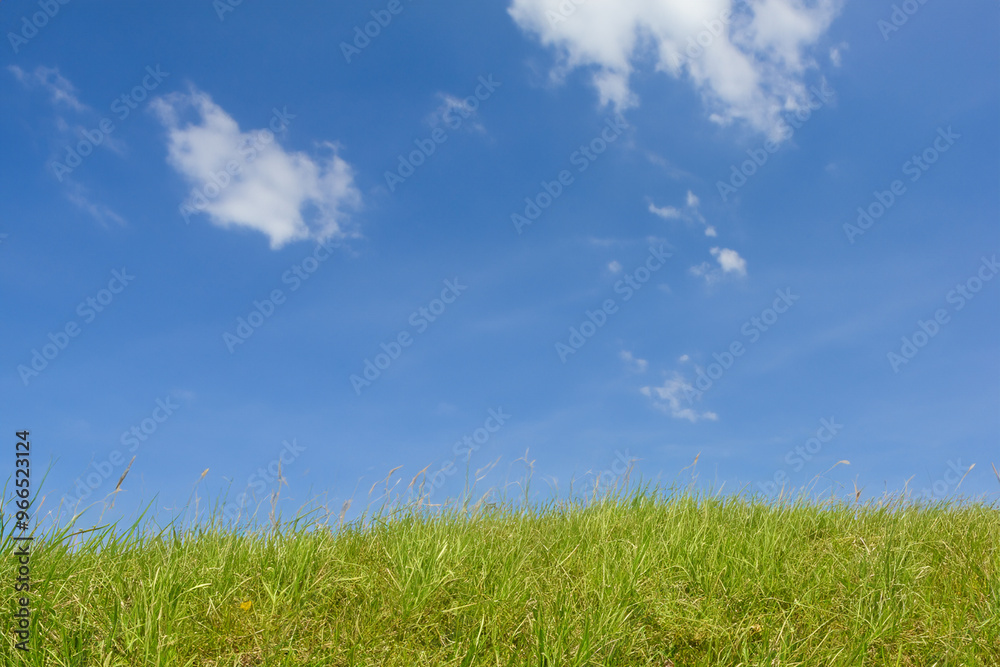 Lush green grass field against a clear blue sky with wispy clouds. Lush green grass field against a clear blue sky with wispy clouds.