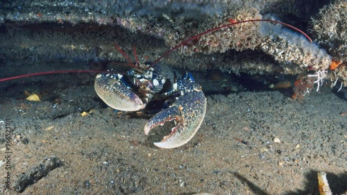Blue Lobster in a wreckage - Atlantic France