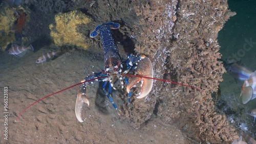 Blue Lobster in a wreckage - Atlantic France
