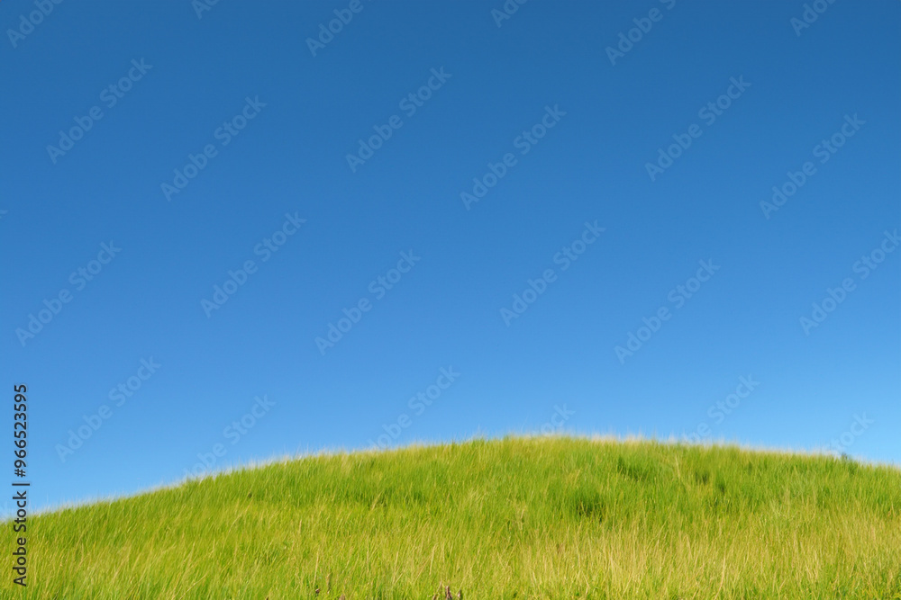 Lush green grass against a bright blue sky. Lush green grass against a bright blue sky.