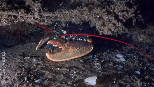 Blue Lobster in a wreckage - Atlantic France