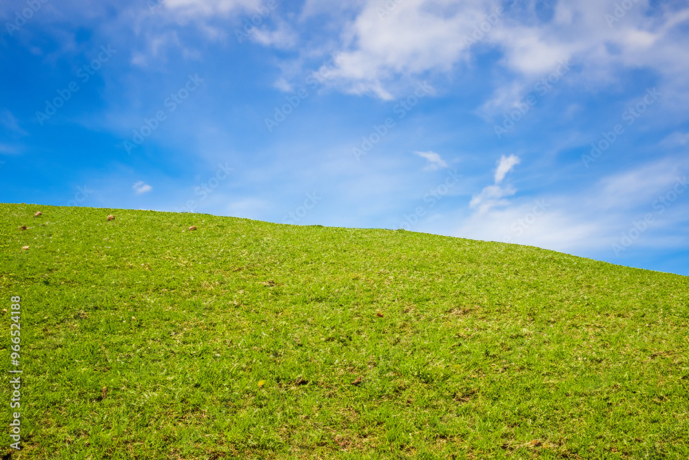 A vibrant green grassy knoll extends into a bright blue sky with fluffy white clouds. A vibrant green grassy knoll extends into a bright blue sky with fluffy white clouds.