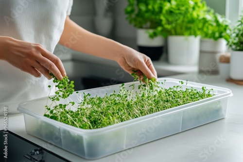 Fresh microgreens. Microgreens grown indoors. Female hands sowing microgreens in a plastic box, white modern kitchen background