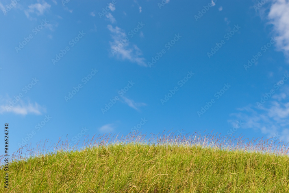 Green grass field with a blue sky and some white clouds above. Green grass field with a blue sky and some white clouds above.