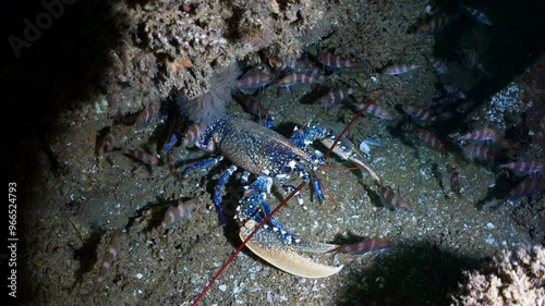 Blue Lobster in a wreckage hunting fishes - Atlantic France