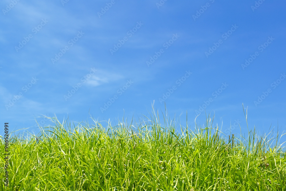 Green grass growing against a clear blue sky. Green grass growing against a clear blue sky.