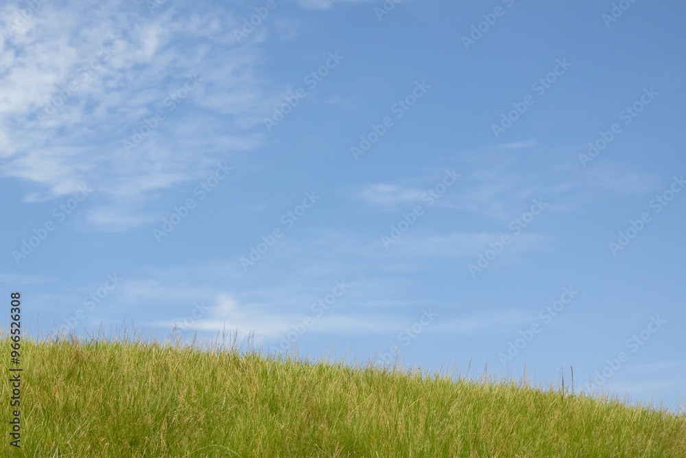 Lush green grass field against a bright blue sky with white clouds. Lush green grass field against a bright blue sky with white clouds.