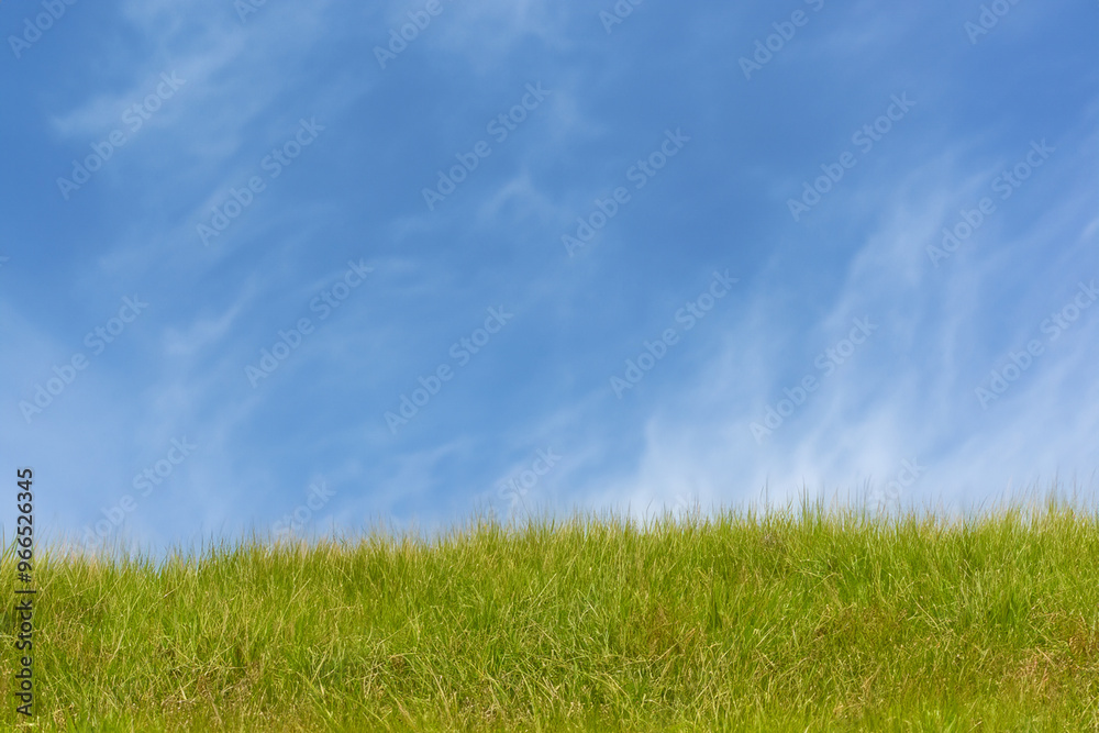 Lush green grass field against a bright blue sky with white clouds. Lush green grass field against a bright blue sky with white clouds.