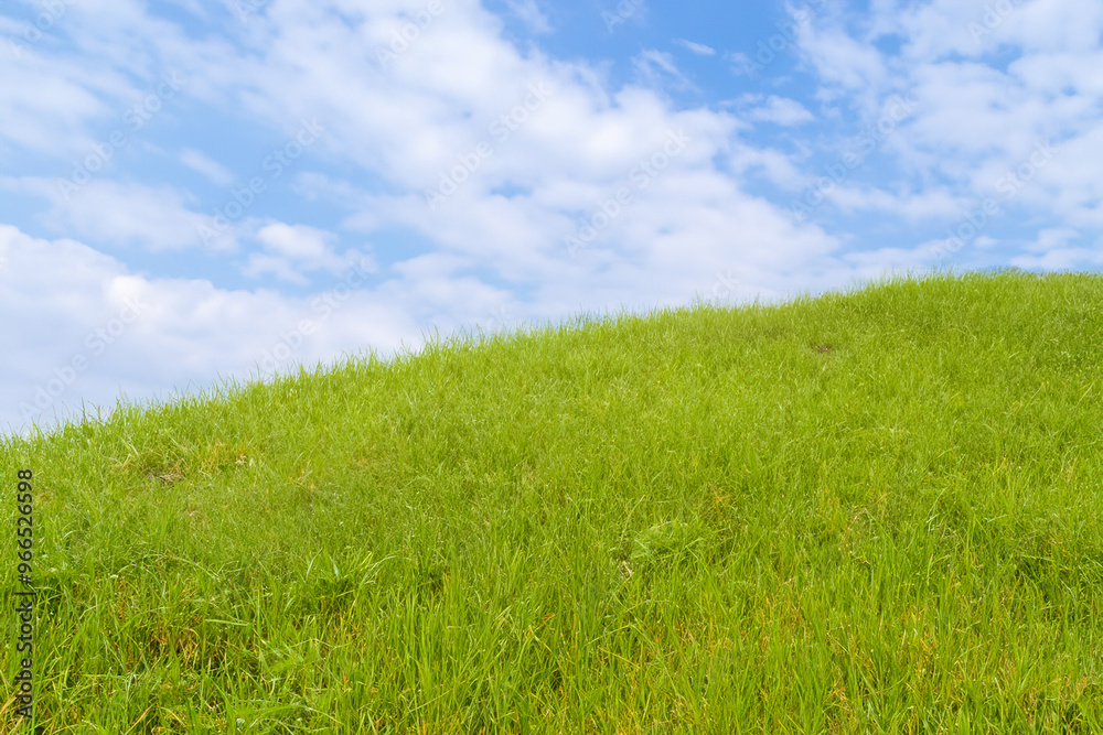 Lush green grass field with a bright blue sky with white clouds overhead. Lush green grass field with a bright blue sky with white clouds overhead.