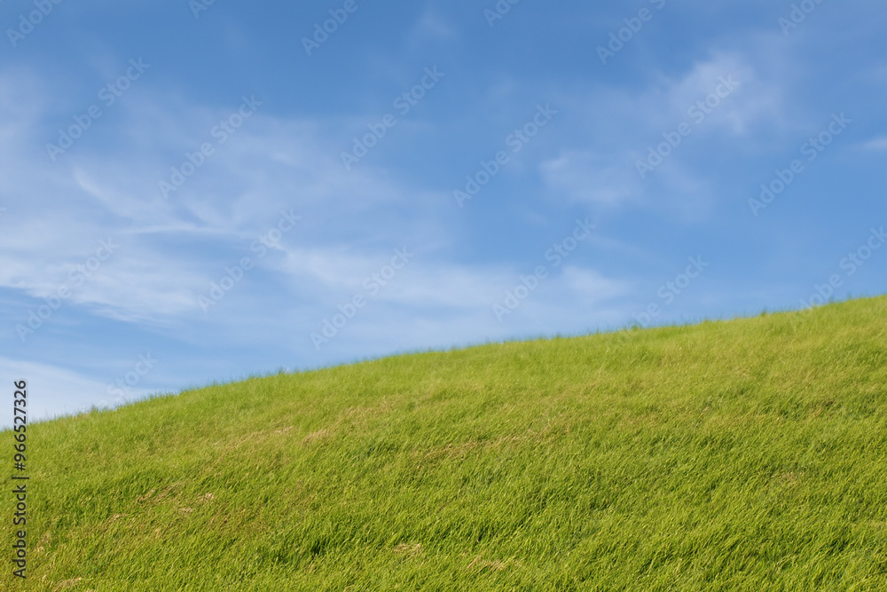 A lush green field with tall blades of grass and a clear blue sky with wispy clouds overhead. A lush green field with tall blades of grass and a clear blue sky with wispy clouds overhead.