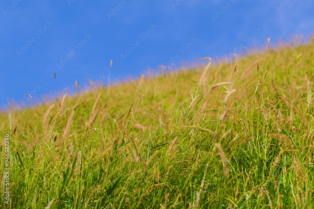 Lush green grass field against a bright blue sky. Lush green grass field against a bright blue sky.