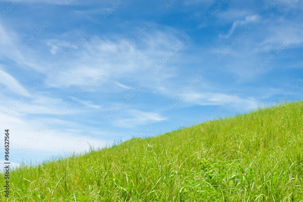 A lush green grassy hillside under a bright blue sky with white clouds. A lush green grassy hillside under a bright blue sky with white clouds.