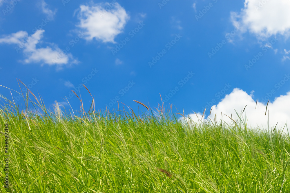 Lush green grass blowing in the wind against a bright blue sky with white clouds. Lush green grass blowing in the wind against a bright blue sky with white clouds.