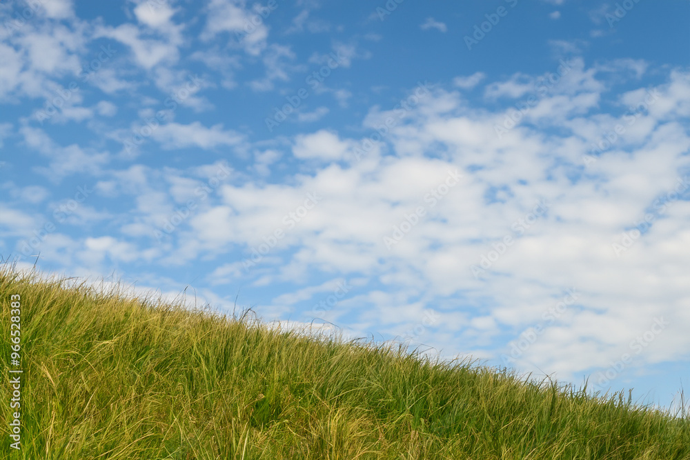 Lush green grass sways gently in the breeze under a bright blue sky with fluffy white clouds. Lush green grass sways gently in the breeze under a bright blue sky with fluffy white clouds.
