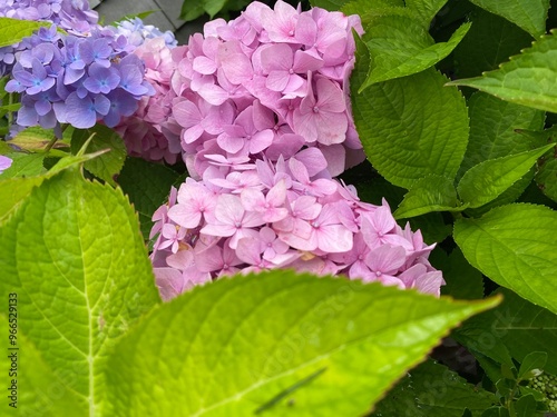 pink flowers